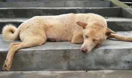 土狗交配视频,自然繁衍的生动写照